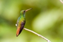 Rufous-tailed Hummingbird_PAN0319
