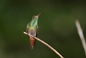 Rufous-tailed Hummingbird_PAN0389