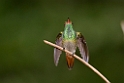 Rufous-tailed Hummingbird_PAN0390