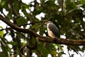 Semiplumbeous Hawk_PAN0571