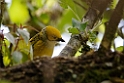 Silver-throated Tanager_PAN0203