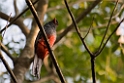 Slaty-tailed Trogon_PAN0085