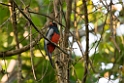 Slaty-tailed Trogon_PAN0097