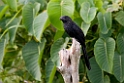 Smooth-billed Ani_PAN0501