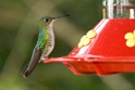 Violet-capped Hummingbird_PAN0965