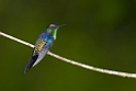 Violet-capped Woodnymph_PAN0391