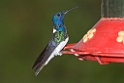 White-necked Jacobin_PAN0398