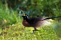 Brown Sickelbill.200923jul_0229