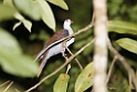 Great Cuckoo-dove.200914jul_2771