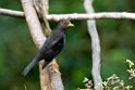 Island Thrush.200921jul_2948