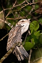 Marbled Frogmouth.200913jul_2791