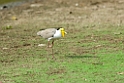 Masked Lapwing.200927jul_0099