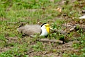 Masked Lapwing.200927jul_0102