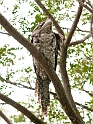 Papuan Frogmouth.200927jul_0176