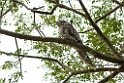 Papuan Frogmouth.200927jul_0184