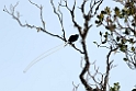 Ribbon-tailed Astrabia.200926jul_0197