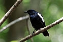 Seychelles Magpie Robin.20161128_6381