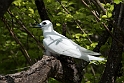 White tern_20161120.DSC3891