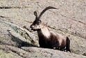 Spansk Ibex.20120421_9468