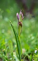 Serapias parviflóra.20130429_2539