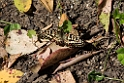 Spanish Festoon._DSC6407