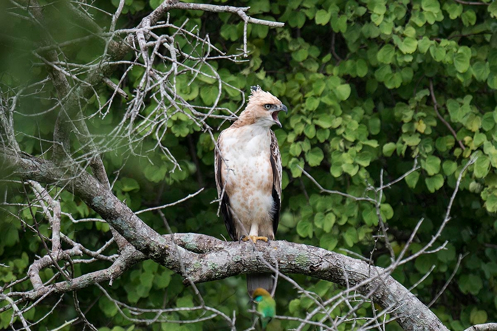 Fotos/Travel/Sri Lanka 2013/Legge's Hawk-eagle.20131207_0607