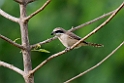 Brown shrike.20131201_0347