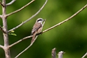 Brown shrike.20131201_0350