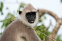 Hanuman Langur.20131201_0402