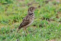 Jerdon's Bush lark.20131129_0186