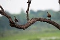 Lesser whistling-duck20131129_0232