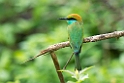 Little green bee-eater.20131207_0623