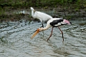 Painted Stork.20131129_0095