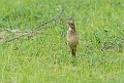 Pipits.20131129_0135