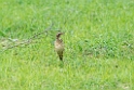 Pipits.20131129_0136