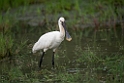 Skestork.20131129_0061