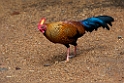 Sri Lanka Spurfowl.20131207_0507