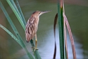 Yellow Bittern.20131201_0484