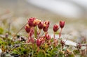 2907 Diskobukta Blomst04