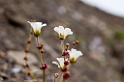 2907 Diskobukta Blomst06