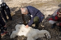 3007 Palanderbukta død isbjørn