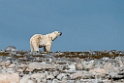 Isbjørn_20130707_2034