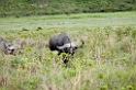Arusha buffalo