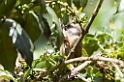 Gibb mousebird
