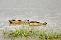 Manyara Hottentot teal