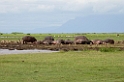 Manyara flodhest