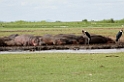 Manyara flodhest01