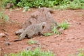 Manyara mongoose