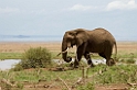 Manyara painted elefant