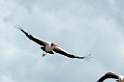 Manyara painted stork00